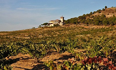 Visita guiada a las bodegas