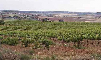 Visita guiada a las bodegas